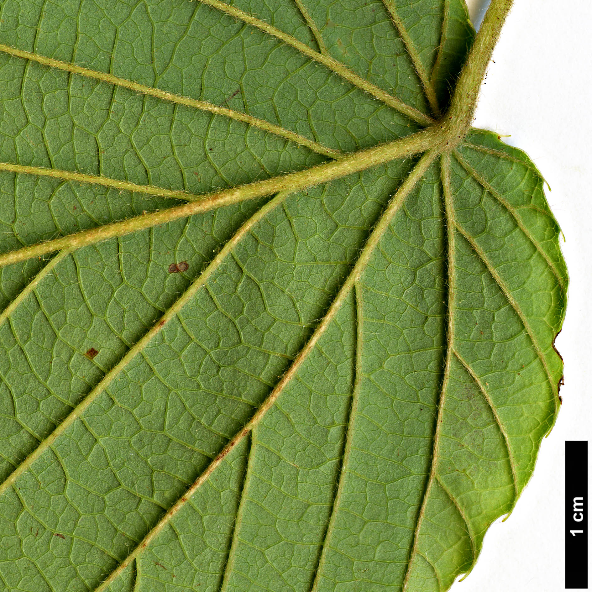 High resolution image: Family: Hamamelidaceae - Genus: Corylopsis - Taxon: himalayana - SpeciesSub: var. griffithii